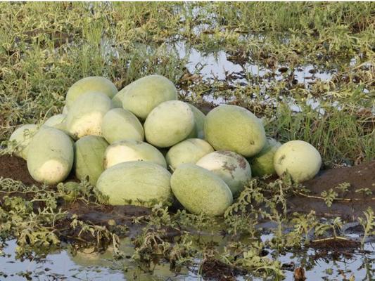 برای تولید هر کیلوگرم هندوانه حداقل 400 لیتر آب نیاز است