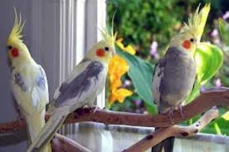 کشف 26 قطعه پرنده کمیاب 'عروس هلندی' در یزد