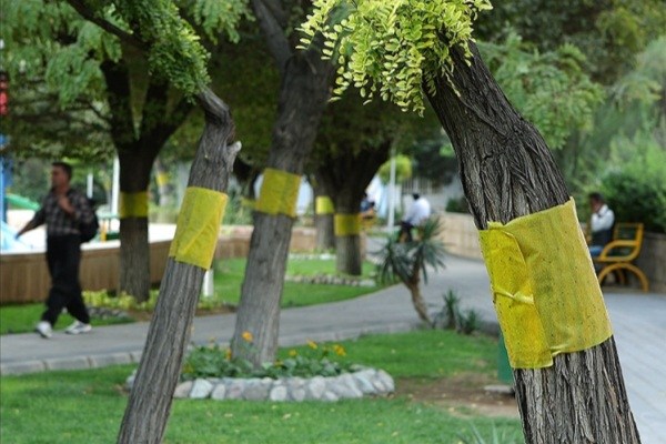 دلیل گسترش آفت سفیدبالک در تهران