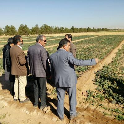 	برگزاری دوره آموزشی " اهمیت كشت به موقع محصولات پاییزه گندم ، جو و كلزا" در مركز تحقیقات و آموزش كشاورزی و منابع طبیعی یزد