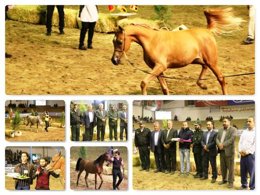 جشنواره ملی زیبایی اسب اصیل عرب به میزبانی میبد