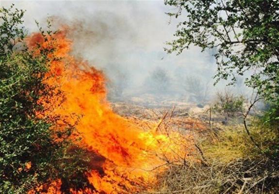 عکاس یک خبرگزاری در قزوین  برای گرفتن عکس واقعی   ۵۰۰ باغ را به آتش کشید 