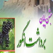 گزارش تصویری از جشن انگور درشهر مروست از شهرستان  خاتم یزد