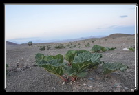 گزارش تصویری :رويش ريواس ها وغروب در  دشت ريواس  شهرستان خاتم