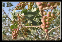 گزارش تصویری :جنگل هاي بنه (گردنه برروز - شهرستان خاتم)