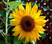 خواص گیاهان (2): آفتاب گردان (Sunflower)