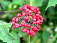  خواص گیاهان (3)آقطی سیاه (انگور كولی) (Elderberry)