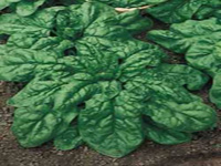 خواص گیاهان (6) اسفناج (Spinach)