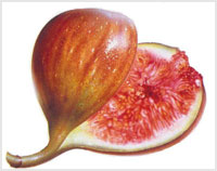  خواص گیاهان (8)انجیر (Fig)