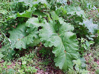 خواص گیاهان   (10) بابا آدم (Burdock)