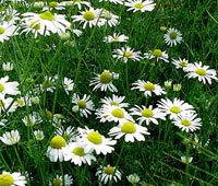 خواص گیاهان  (11) بابونه (Chamomile)