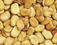  خواص گیاهان  (15)باقلا (Faba bean)