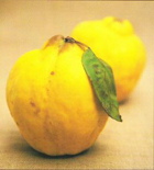  خواص گیاهان  (18) به (Quince)