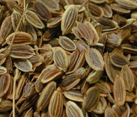 خواص گیاهان   (22) تخم شوید (Dill Seed)