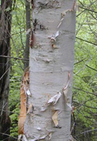 خواص گیاهان (26)    توس (غان) (White Birch)