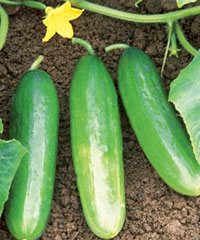  خواص گیاهان (35)   خیار (Cucumber)