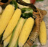  خواص گیاهان   (37)  ذرت (Corn)