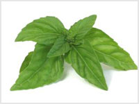 خواص گیاهان   (40)  ریحان (Basil)