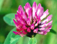  خواص گیاهان (51)  • شبدر قرمز (Red Clover)