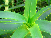 خواص گیاهان (55)  • صبرزرد (Aloe)