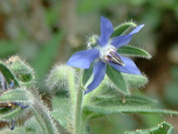  خواص گیاهان    65• گاوزبان (Borage)