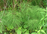  خواص گیاهان  69 • گیاه دم اسب (Horsetail)