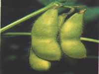 خواص گیاهان   72• لوبیای سویا (Soy bean)