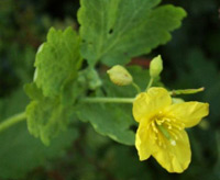  خواص گیاهان   75• مامیران كبیر (Greater celandine)