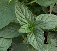 خواص گیاهان   80• نعناع (Peppermint)
