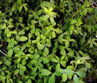  خواص گیاهان   85• یونجه (Alfalfa)
