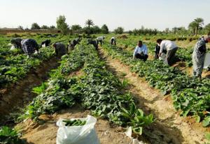 مدير جهاد كشاورزي طبس : 500 هكتار از مزارع شهرستان طبس به كشت محصولات جاليزي اختصاص دارد      