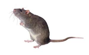 درمان دیابت در موش ها از طریق پیوند سلولهای بنیادی