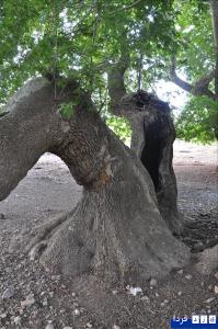 چنار دو هزار ساله «کرخنگان خاتم» در آتش سوخت!+تصاویری از درخت چنار 2000ساله 