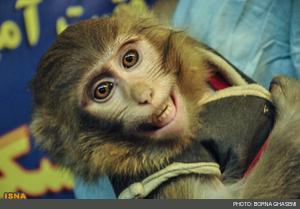  عکس/بازگشت میمون فضانورد ایرانی