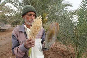 زمانی برای باروری نخل‌ها/ نخلستانهای بافق زندگی را به تصویر می کشند