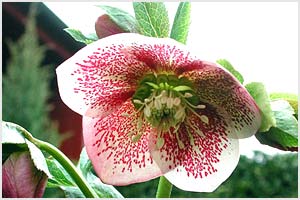 معرفی گل و گیاه:خربق سفید: Helleborus Orientalis