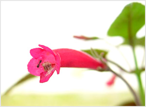 معرفی گل و گیاه:          سینینژیا: Sinningia Red Flicker