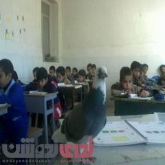 کبوتر دانش آموز+تصاویر