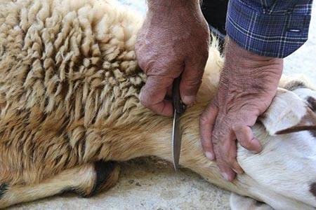 فعالیت سه قربانگاه مجاز ذبح دام در شهر یزد به مناسبت عید قربان