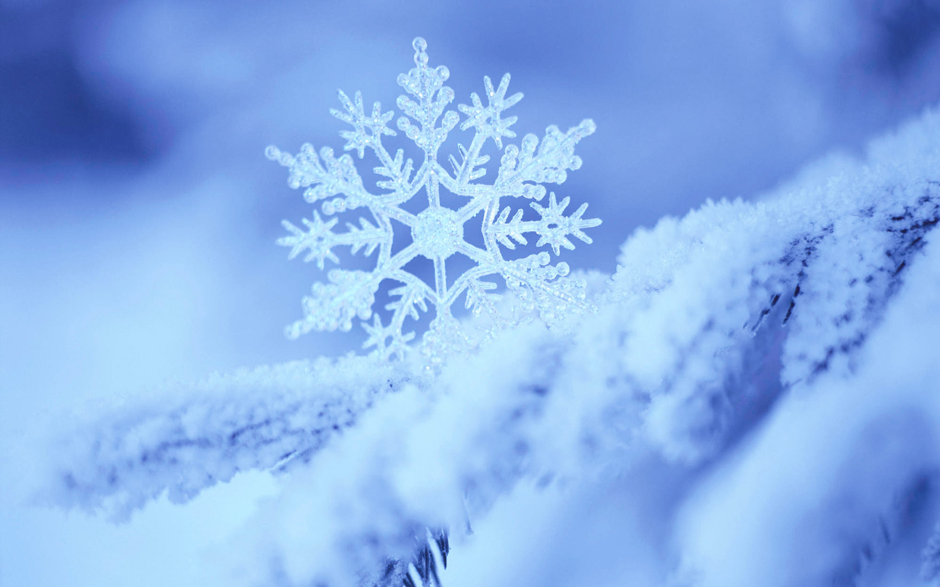 ببینید| بارش زیبای برف در یزد