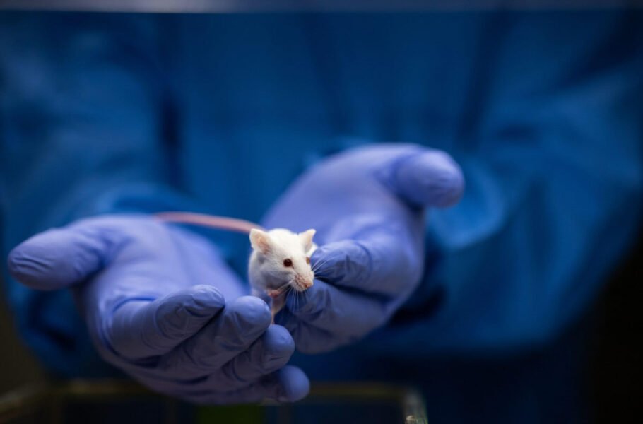 امیدی تازه برای مقابله با پیری؛ محققان با یک دارو عمر موش‌ها را تا 25 درصد افزایش دادند