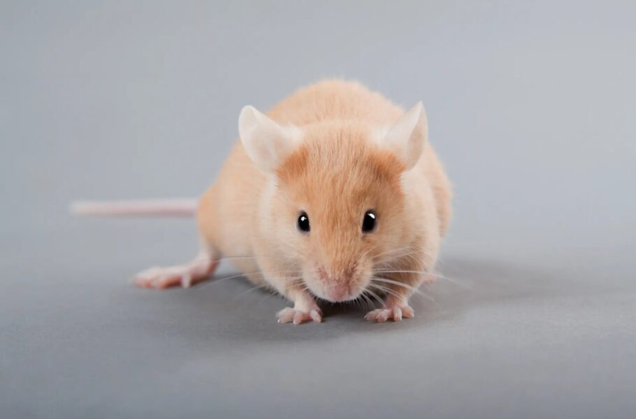 برای اولین بار در جهان: دانشمندان موش با سیستم ایمنی شبیه انسان ساختند