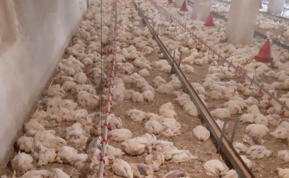 ۱۲ هزار قطعه مرغ در بهاباد یزد تلف شد