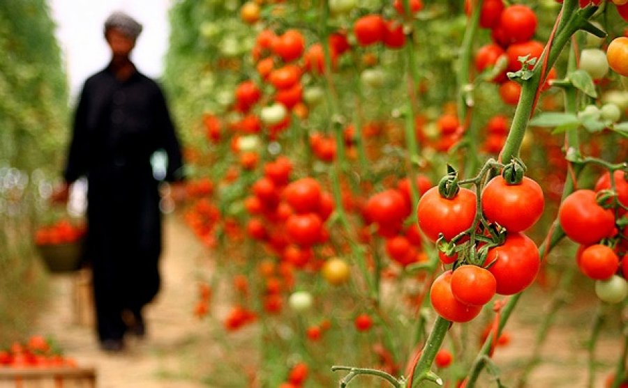رشد کشت محصولات گلخانه‌ای در جنوب کرمان