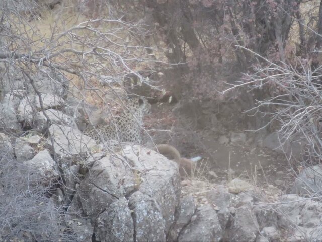 پلنگ مهمان جنگلهای باغ شادی یزد شد پلنگ مهمان جنگلهای باغ شادی یزد شد