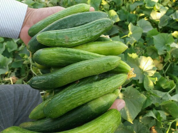 آغاز برداشت خیار پاییزه در روستا‌های خضرآباد