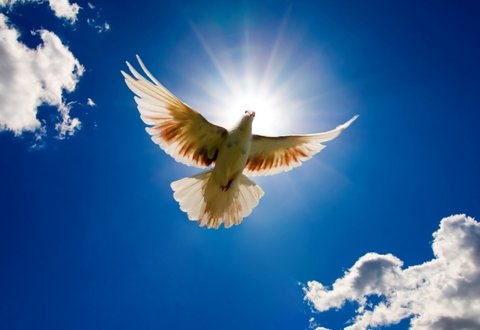 کمک بانوی یزدی به آزادی زندانیان جرائم غیر عمد