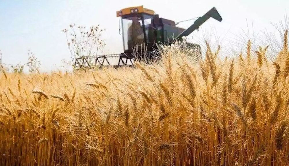 صدای گندمکاران درآمد/ طلب ما را نمی‌دهید ولی جریمه دیرکرد بانک را می‌گیرید