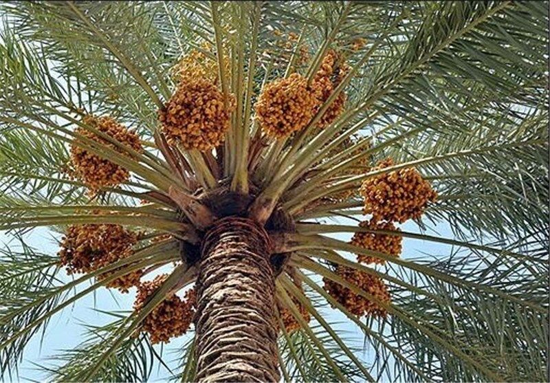 تولید سالانه ۱.۳ میلیون تن خرما در کشور/ ایران سومین تولیدکننده جهان است