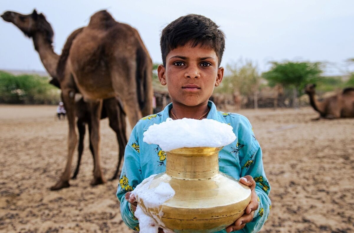 خواص شیر شتر و سه ایراد اساسی